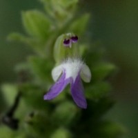 Anisomeles indica (L.) Kuntze